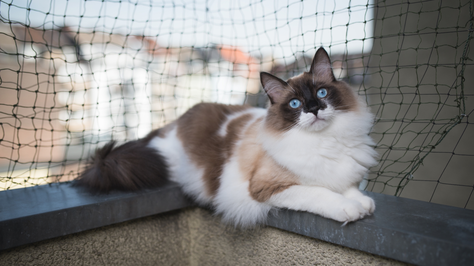 Welches Katzennetz für den Balkon ist das beste? Ratgeber für Katzenhalter
