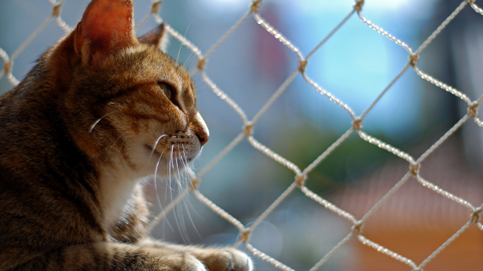 Garten katzensicher machen – so schützt du Terrasse und Außenbereich vor deiner Katze