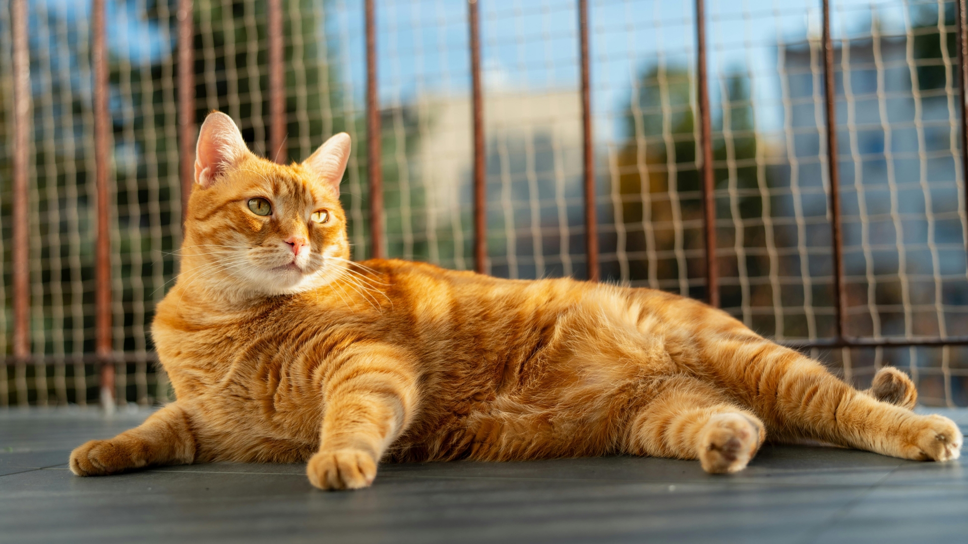 Katzennetz ohne Bohren – die beste Lösung für Mietwohnungen und Eigentum