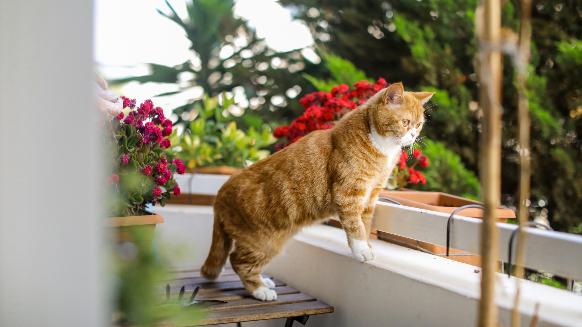 Wohnungskatze oder Freigänger – was ist besser und wie bleibt deine Katze sicher?